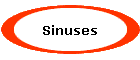 Sinuses